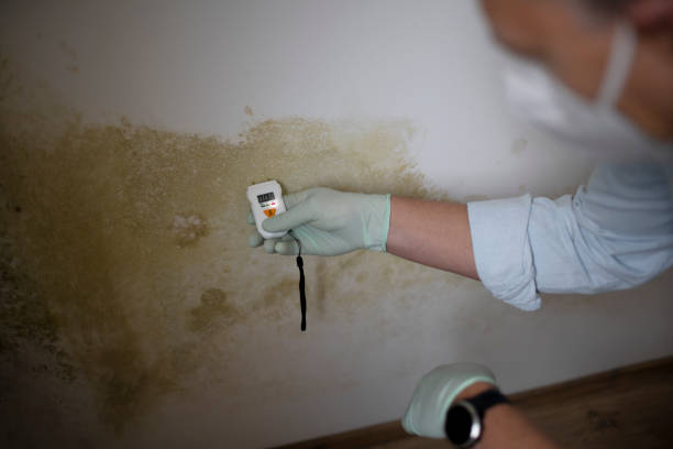 Best Health and Safety Mold Remediation in East Milton, FL