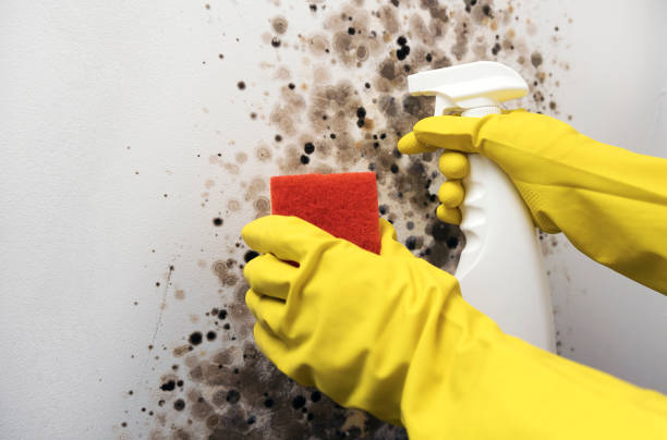 Best Residential Mold Remediation in East Milton, FL
