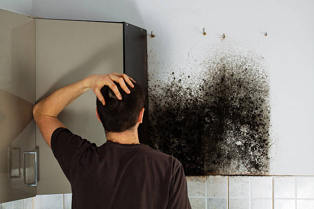 Best Mold Remediation for Specific Building Types in East Milton, FL